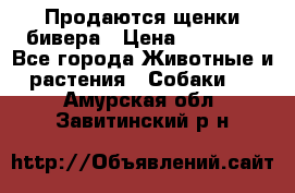 Продаются щенки бивера › Цена ­ 25 000 - Все города Животные и растения » Собаки   . Амурская обл.,Завитинский р-н